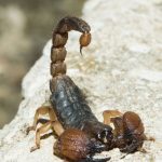Alacranes aparecen en la CDMX por las altas temperaturas y las lluvias