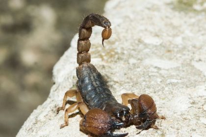 Alacranes aparecen en la CDMX por las altas temperaturas y las lluvias