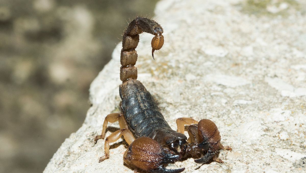 Alacranes aparecen en la CDMX por las altas temperaturas y las lluvias