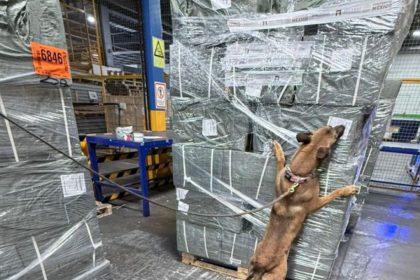 Decomisan más de 4 toneladas de cigarros falsos provenientes de Singapur en el AICM