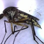 Llaman a identificar al mosquito transmisor y eliminar criaderos para prevenir dengue, zika y chikungunya