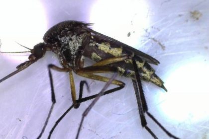 Llaman a identificar al mosquito transmisor y eliminar criaderos para prevenir dengue, zika y chikungunya