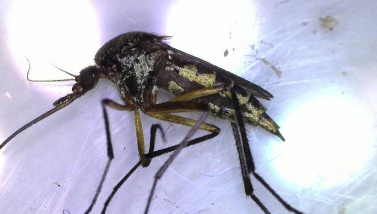 Llaman a identificar al mosquito transmisor y eliminar criaderos para prevenir dengue, zika y chikungunya