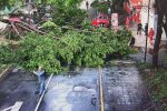 Lluvias dejan árboles caídos en al menos 6 alcaldías de la CDMX