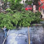 Lluvias dejan árboles caídos en al menos 6 alcaldías de la CDMX