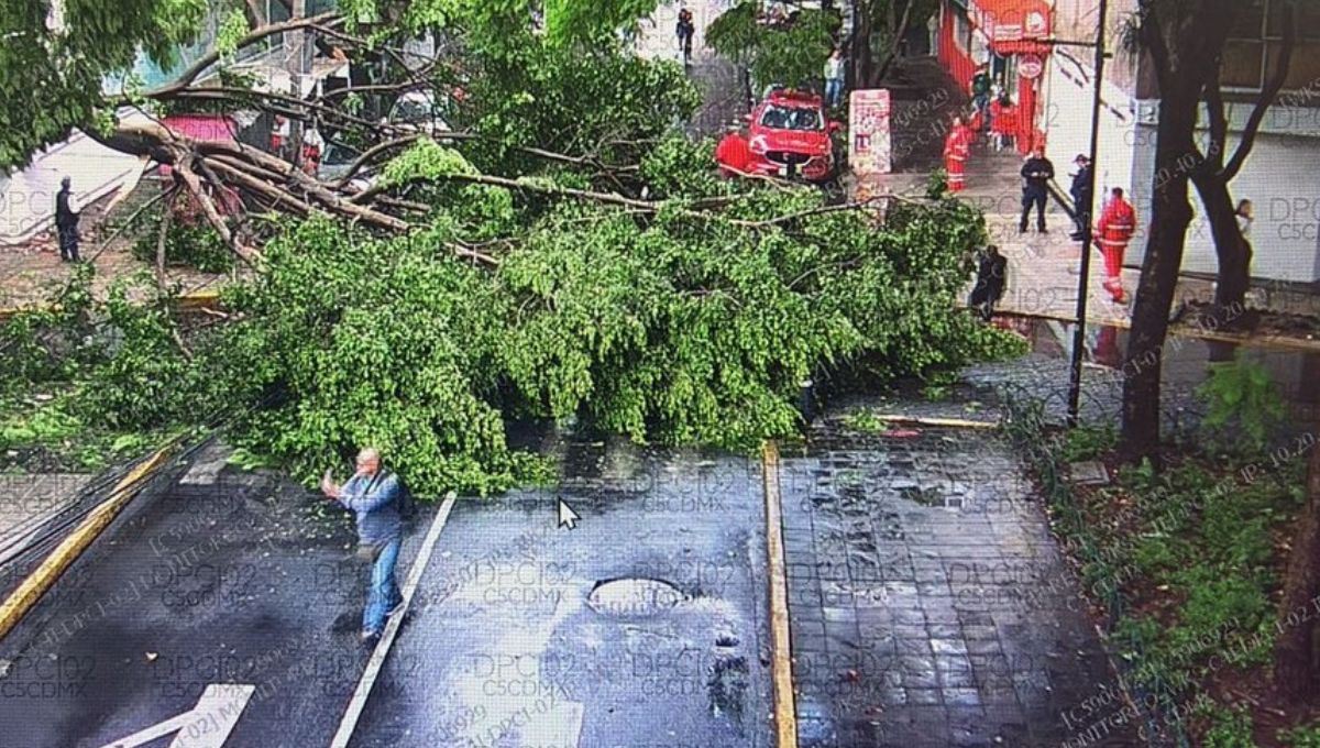 Lluvias dejan árboles caídos en al menos 6 alcaldías de la CDMX