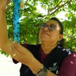 Arranca la segunda etapa del plan contra el gusano barrenador en Yucatán