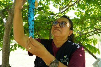 Arranca la segunda etapa del plan contra el gusano barrenador en Yucatán