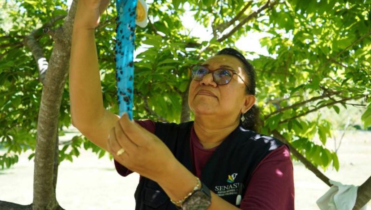 Arranca la segunda etapa del plan contra el gusano barrenador en Yucatán