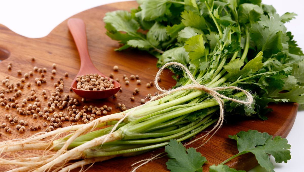 Estados Unidos investiga cilantro y perejil mexicanos por brote de ciclosporiasis