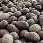 México solicita reunión con autoridades de EU para destrabar exportación de aguacate