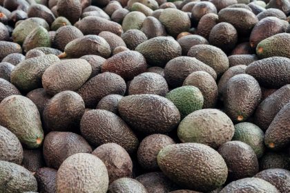 México solicita reunión con autoridades de EU para destrabar exportación de aguacate