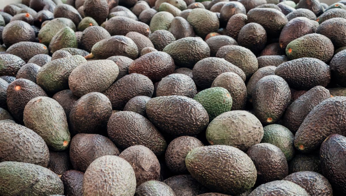 México solicita reunión con autoridades de EU para destrabar exportación de aguacate